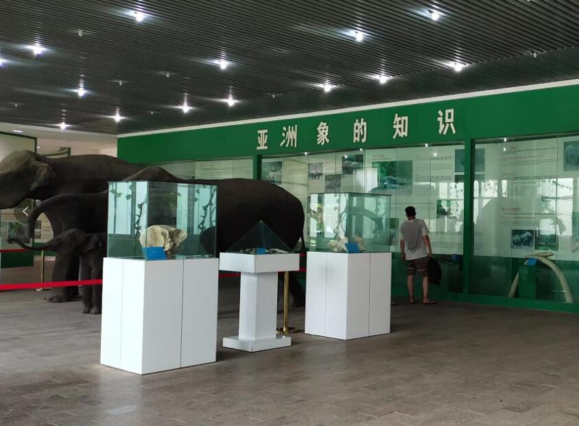 活动1参观亚洲象博物馆