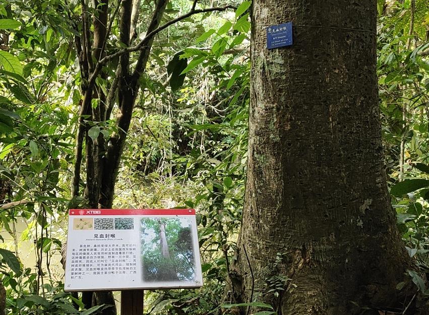 活动1沟谷雨林徒步-认识热带雨林