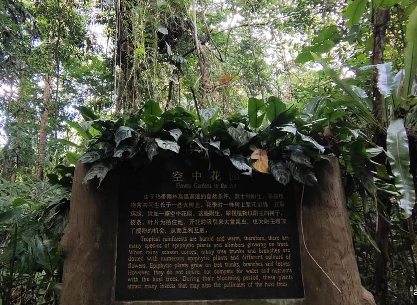 活动1沟谷雨林徒步-认识热带雨林