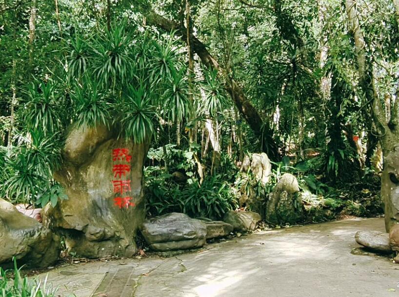活动1沟谷雨林徒步-认识热带雨林