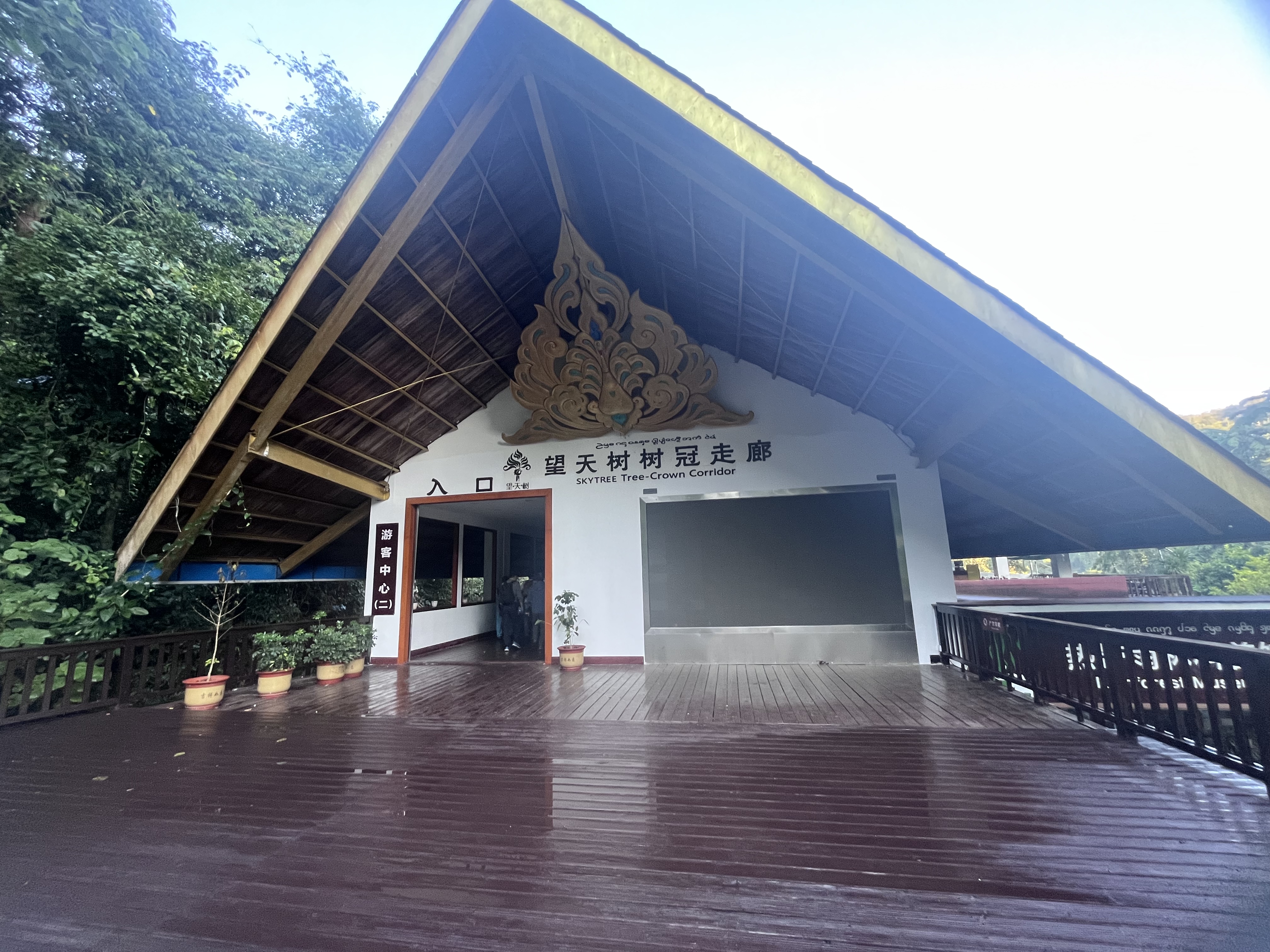 活动1参观望天树景区