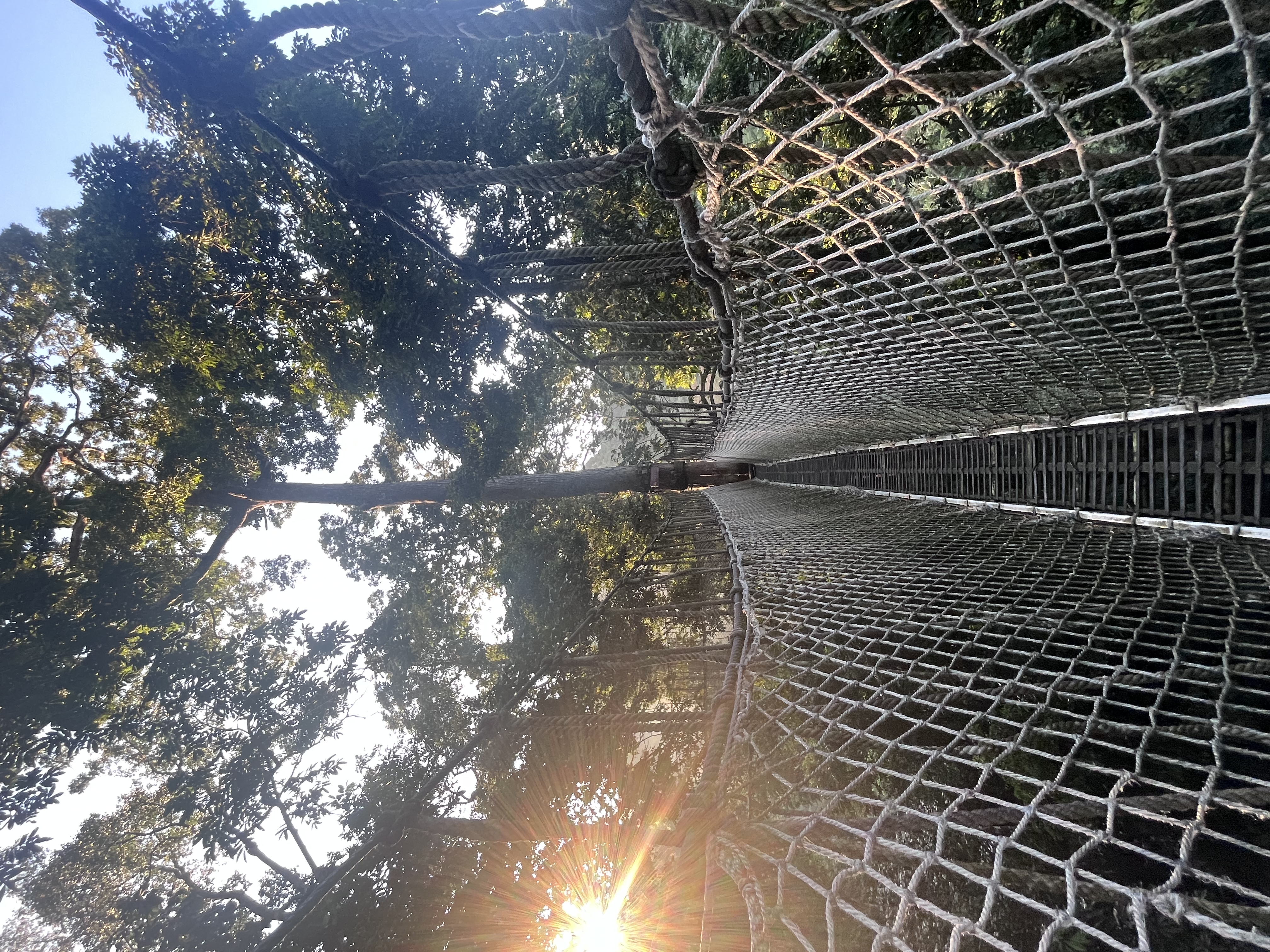 活动1纳热带雨林天空之岛-林冠层研究